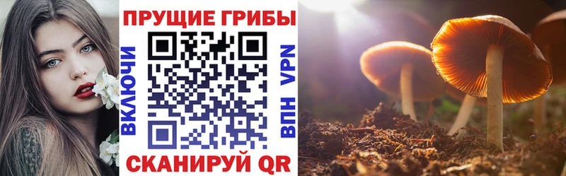 цены наркотик  Пойковский  Псилоцибиновые грибы GOLDEN TEACHER 